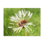Old Dandelion ~ postcard