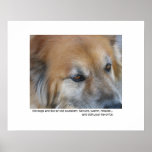 Old dog quote