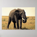 Old elephant posters
