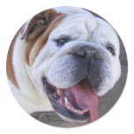 Old English Bulldog Round Sticker