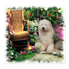 Old English Sheepdog Art Print print