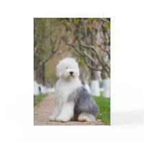 Old English Sheepdog Greeting Cards
