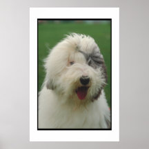 Old English Sheepdog Poster