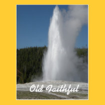 Old Faithful Postcard postcards