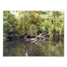 Old Fallen Tree in a River Photo