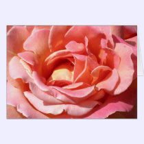 Old Fashioned Climbing Rose cards