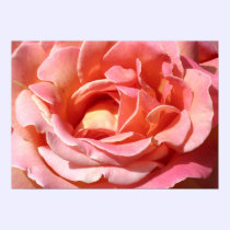 Old Fashioned Climbing Rose posters