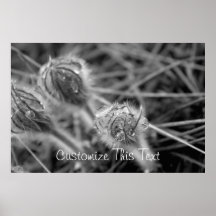 Old Fashioned Flowers; Customizable Posters