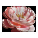 Old Fashioned Pink Rose Poster Print by naturalilly Old Fashioned Pink Rose Poster Print