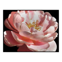 Old Fashioned Pink Rose Poster Print by naturalilly Old Fashioned Pink Rose Poster Print