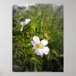 old-fashioned roses by Fox Creek &amp; Columbia River Posters
