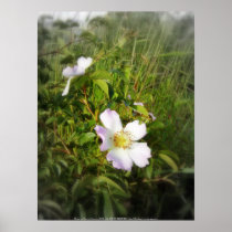 old-fashioned roses by Fox Creek & Columbia River Posters