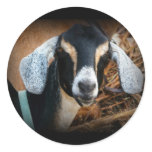 Old Goat Nubian Portrait Photo stickers