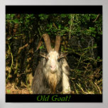 Old Goat! Poster