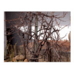 Old Grape Vines Postcard