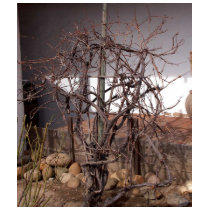 Old Grape Vines t-shirts by lifesphere Old Grape Vines t-shirts