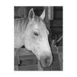 Old Gray Horse Postcards