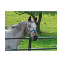 Old Gray Mare Postcard by nedell Old Gray Mare Postcard