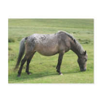 Old Horse postcards