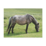 Old Horse Postcards