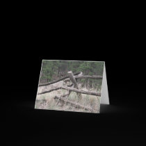 Old Log Fence Card cards