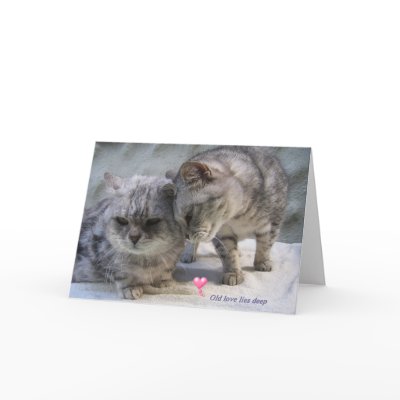 old love lies deep.....cat greeting card by mmersdesign