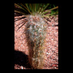 Old Man Cactus posters