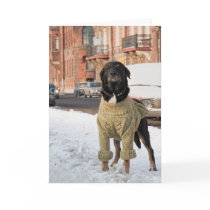 Old Man Jersey Dog Winter Cards