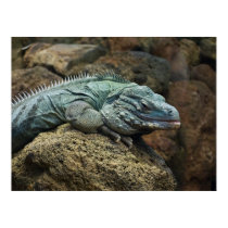 Old Man Lizard posters by DonsImages Old Man Lizard posters