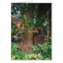 Old Man Tree cards