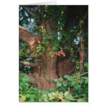 Old Man Tree cards