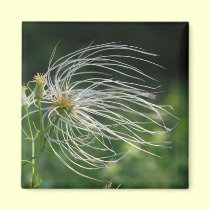 Old Man's Beard Magnet