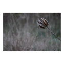 Old Milkweed Pod posters