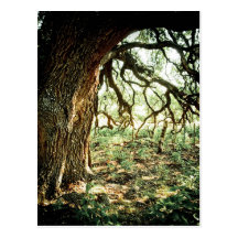 Old Oak Tree Post Card