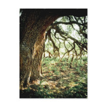 Old Oak Tree postcards by susanad813 Old Oak Tree postcards