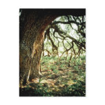 Old Oak Tree postcards