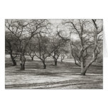 Old Orchard, Apples