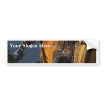 Old Pine In Yosemite bumper stickers