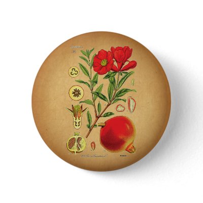 Old Pomegranate Illustration Button by opheliasart