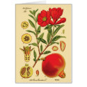 Old Pomegranate Illustration cards