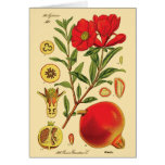 Old Pomegranate Illustration cards