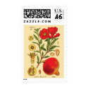 Old Pomegranate Illustration postage