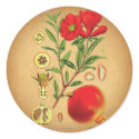Old Pomegranate Illustration stickers