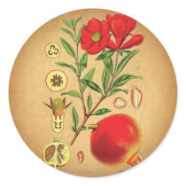 Old Pomegranate Illustration stickers