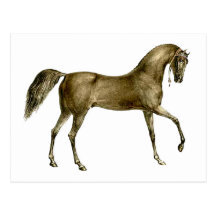 Old Print Horse Image Post Cards
