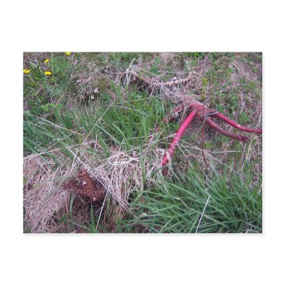 Old Red Bicycle