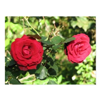 Old Red Rose print