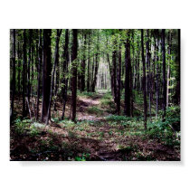 Old Road in the woods posters