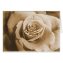 Old rose card by bkang22 Old rose card