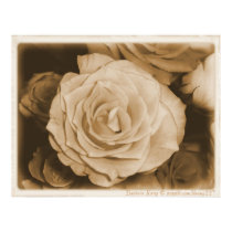Old Rose Poster posters